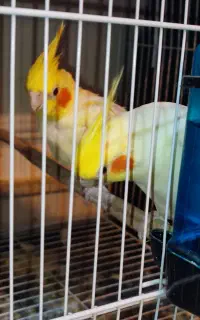 عروس هلندی روی تخم و جوجه