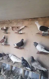 کبوتر