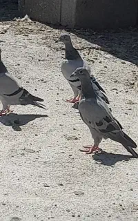 پلاکی  نژادر