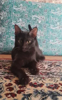 واگذاری رایگان بچه گربه