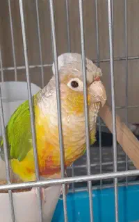 گرینچیک آناناسی