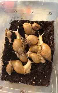 حلزون کلاژن ساز.