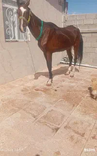 اسب مادیان دوخون تربلد   7ساله رحم سالم