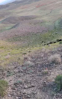 میش با بره نر