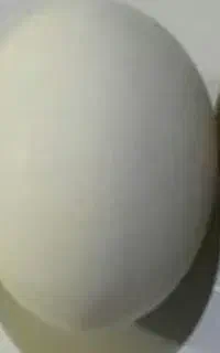 تخم نطفه دار مرغ وخروس آمریکایی