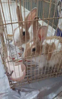 دو عدد خرگوش