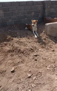 سگ گله