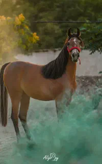 عکاسی در فضای باز