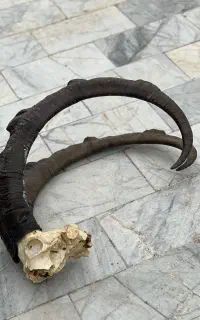 شاخ بز‌کوهی