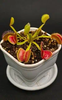 گیاه طبیعی ونوس حشره خوار