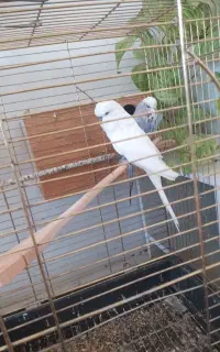 مرغ عشق