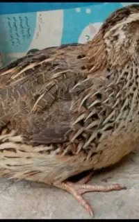 فروش بلدرچین