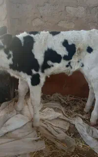 گوساله ماده