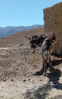 الاغ ماده و یه کره نر