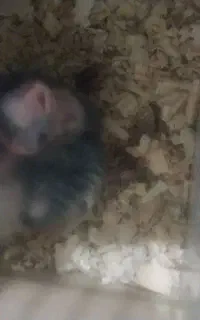 فروش عروس هلندی