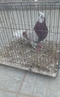 ابلغ ماده زیبا و پرشی