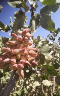 پتارکن
