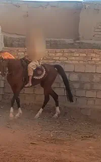 نریان ۳ ساله