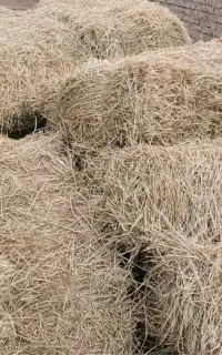 یونجه و گیاه