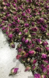 غنچه گل محمدی