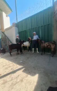 سه راس نربز نژاد گلاب مخصوص عشق بازا