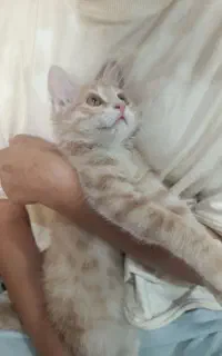 گربه