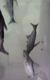 پنکوسه ماهی