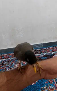 مرغ مینا باهوش فول دستی