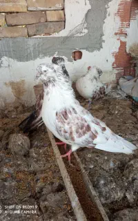 کبوتر گرگی
