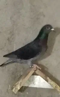 کبوتر مسافتی