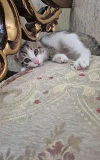 ۴ تا بچه گربه ۳ماهه خشکل خونگی واگذار میشه