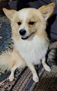 سگ خانگی پاکوتاه نر