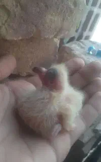 چوچه کفتر مخاهو