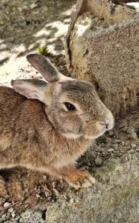 خرگوش بازیگوش