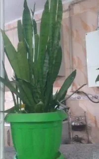 گل سانسوریا با گلدان