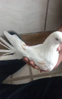 یک جفت بلند دوکت و دوتا مفلق