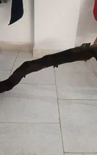 چوب آکواریوم