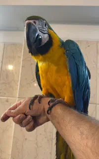 ارا فول رام دستی کلامدار