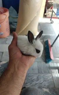 بچه خرگوش رام