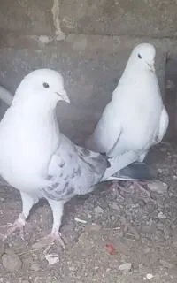 کبوتر پرشی