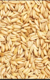 200کیلو گندم دیم تمیز