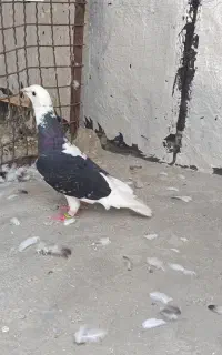 کبوتر شهرستانی