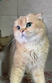 اسکاتیش گلد ny12