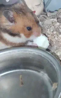 همستر ماده سوری حامله