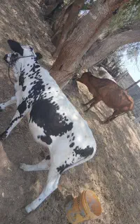 دوعددگاو زاییده