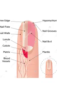 آموزش کاشت ناخن
