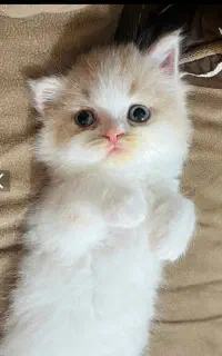 گربه پرشین اصیل