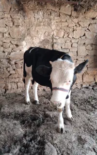 گوساله ماده