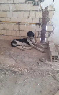 واگذاری سگ تازی نر