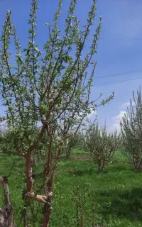 آبیاری زمین کشاورزی